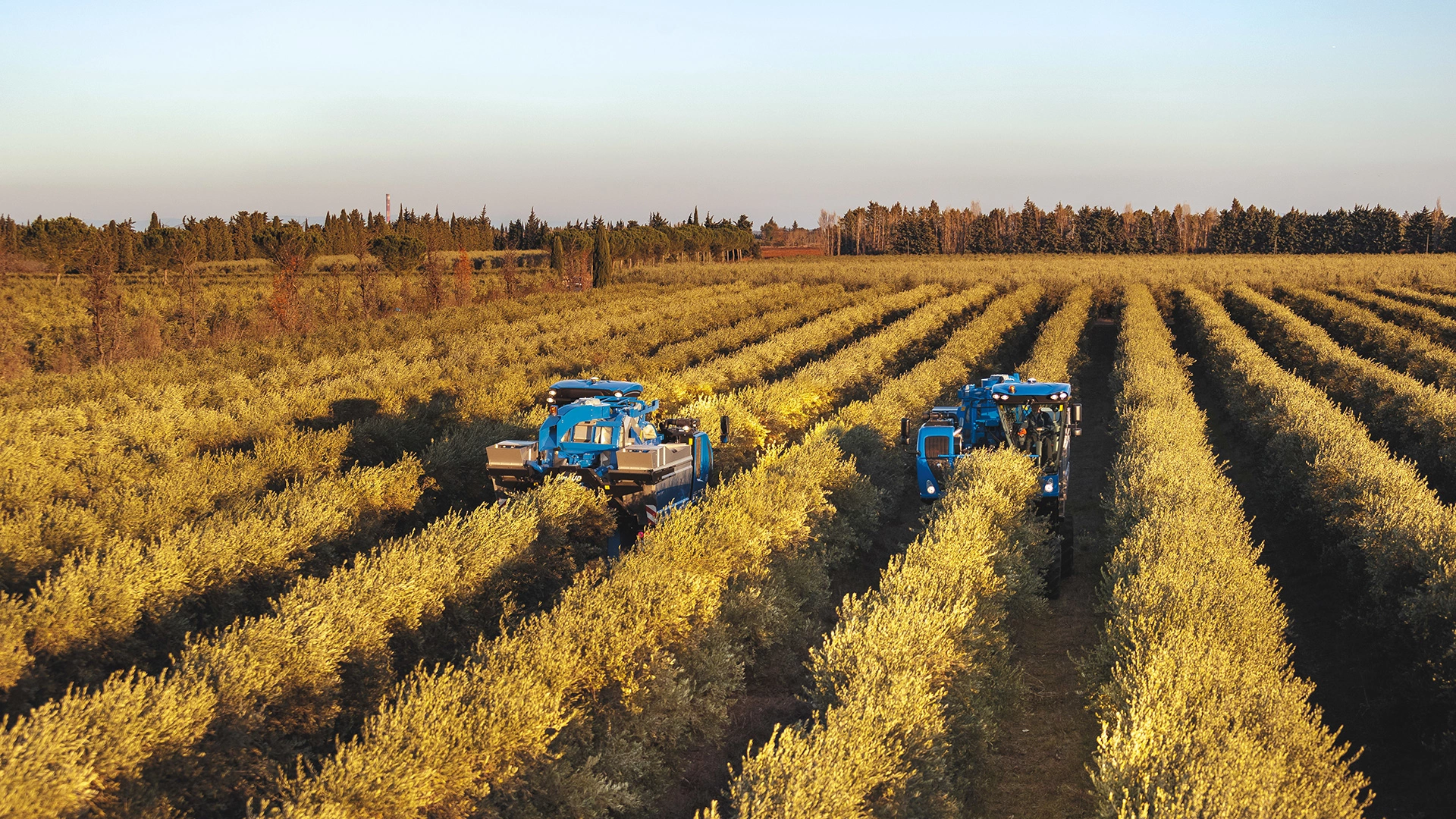 braud-10-90x-olive-grape-harvester-hero (1).webp