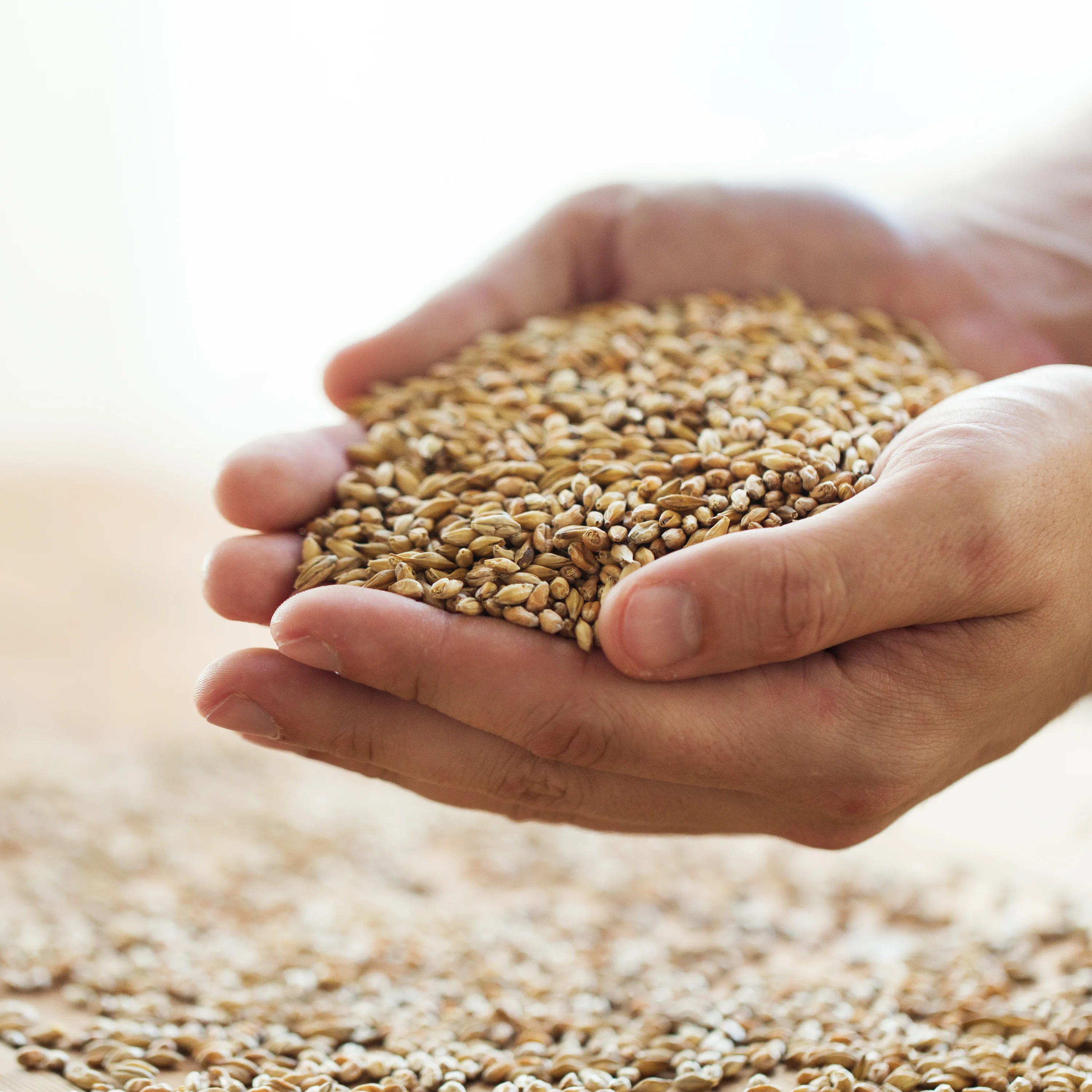 grains.png